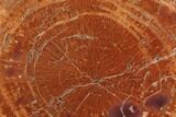 Polished Petrified Wood (Araucarioxylon) Round - Arizona #143818-1